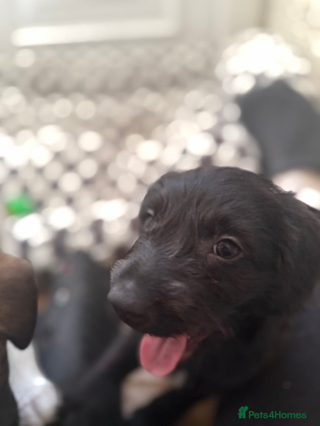 Mixed Breed dogs for sale: 4beautiful terrierxGerman ShepherdxLabrador puppy - Image 14