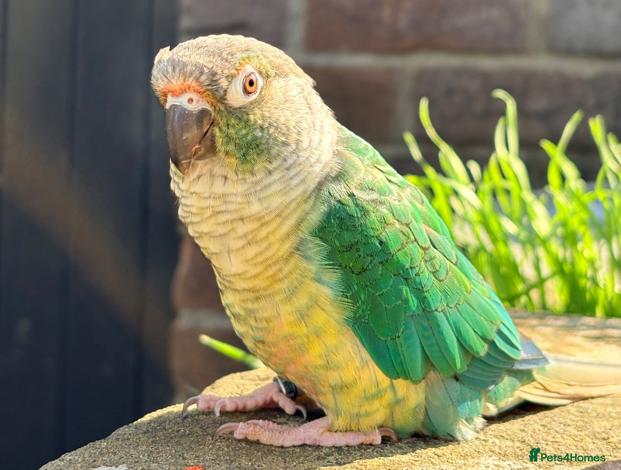 Conures birds Green cheek conure  - Advert 2
