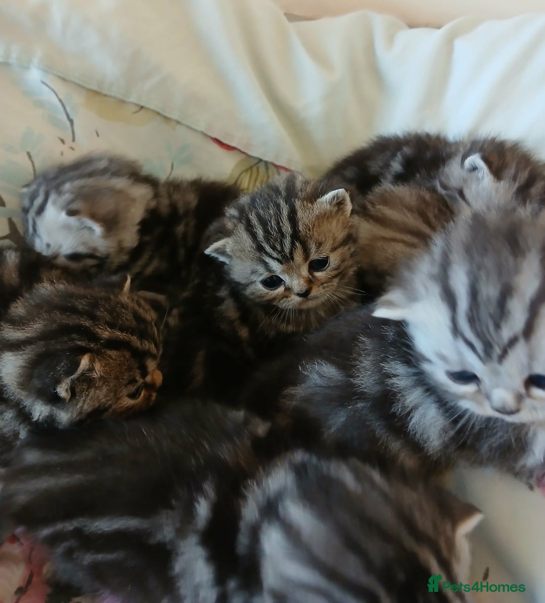 British Shorthair cats for sale: Bsh. Silver Tabby Classic .GCCF . - Advert 4
