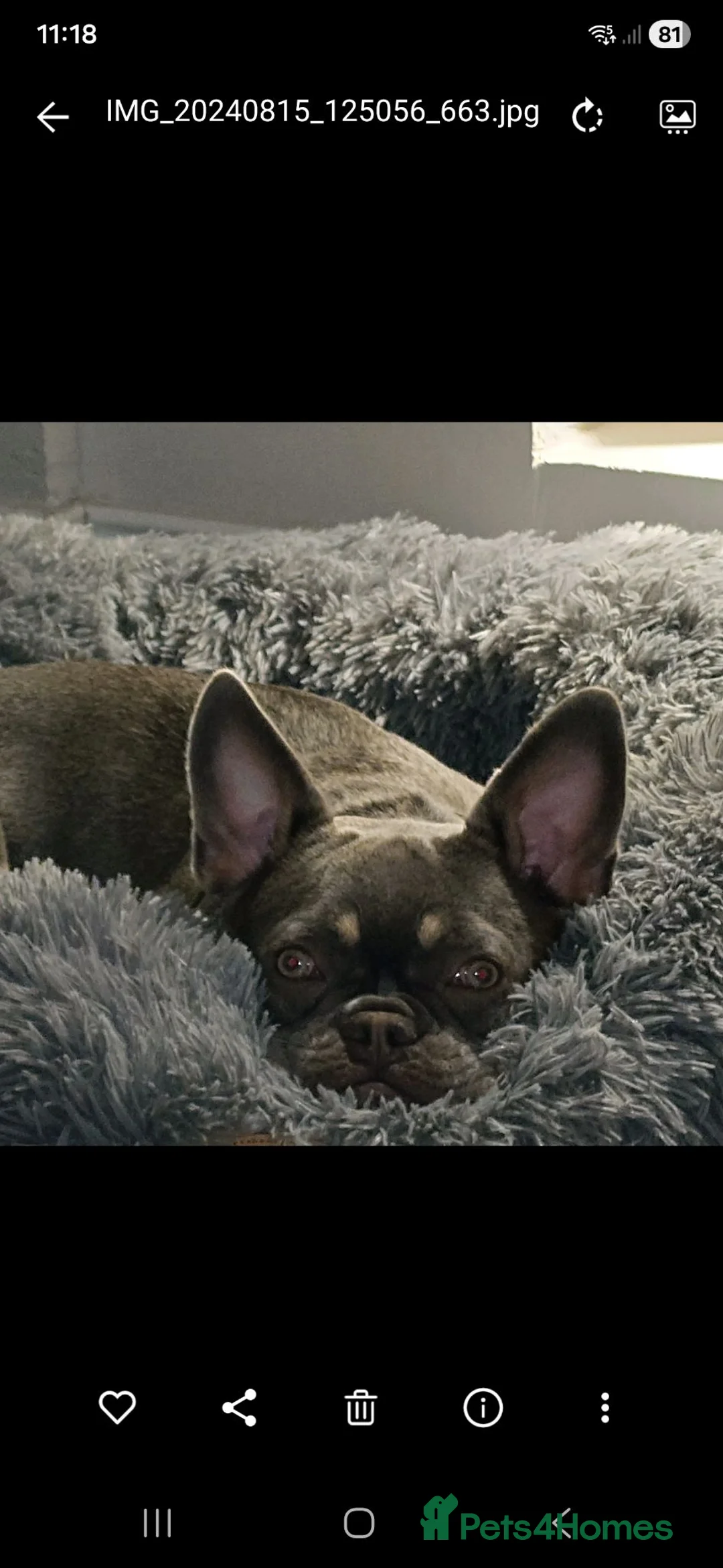 French Bulldog dogs for sale: Adorable Fluffy Frenchie - Advert 2