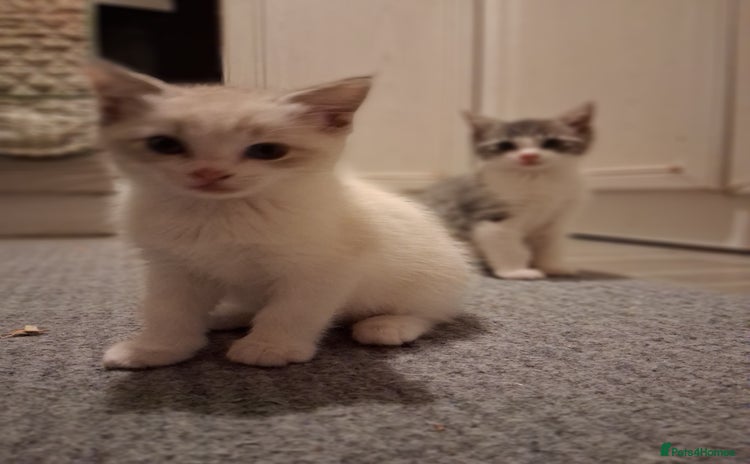Ragdoll cats - Advert 2