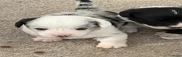 Welsh Corgi Cardigan dogs for sale: Stunning litter of Welsh cardigan corgi puppies  - Advert 15