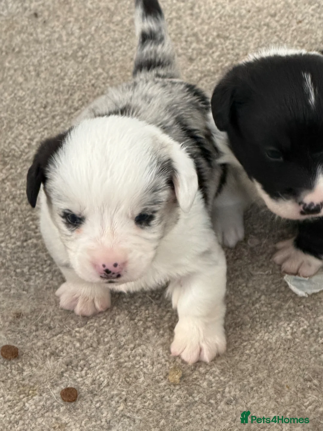 Welsh Corgi Cardigan dogs for sale: Stunning litter of Welsh cardigan corgi puppies  - Advert 15
