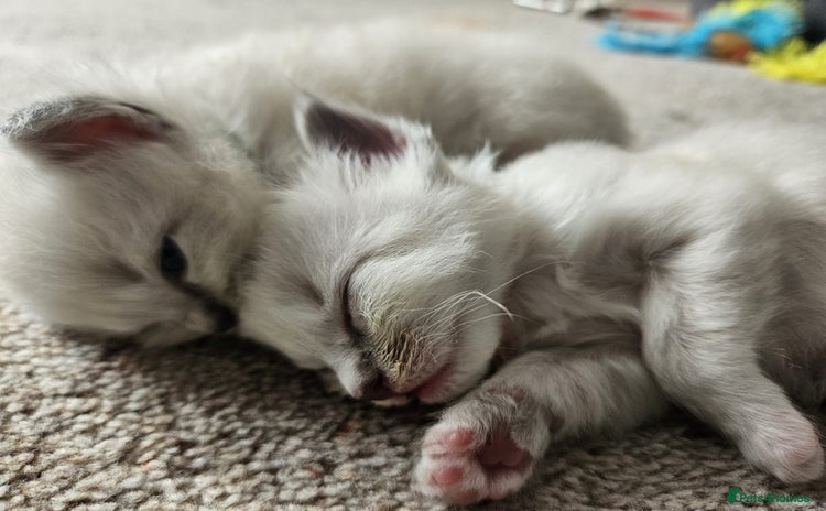 Ragdoll cats - Advert 13