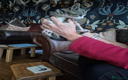 Mixed Breed cats for sale: Beautiful marked  friendly kittens  - Image 6