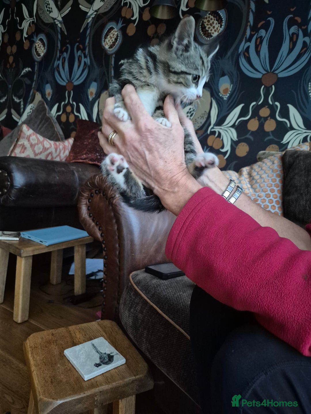 Mixed Breed cats for sale: Beautiful marked  friendly kittens  - Image 6