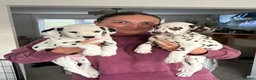 Dalmatian dogs for sale: Exceptional Litter. 2 Boys Remaining  - Advert 1