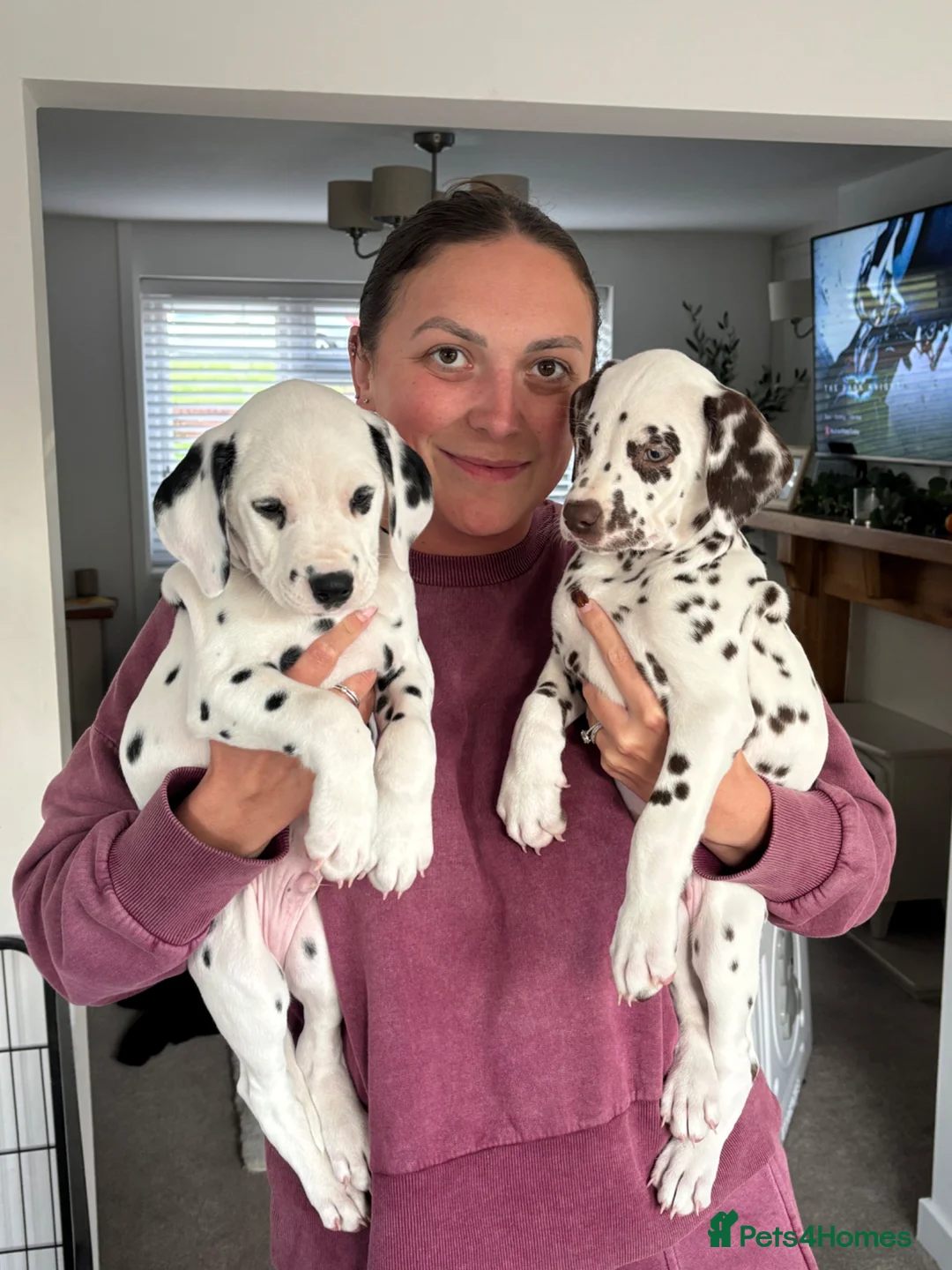 Dalmatian dogs for sale: Exceptional Litter. 2 Boys Remaining  - Advert 1