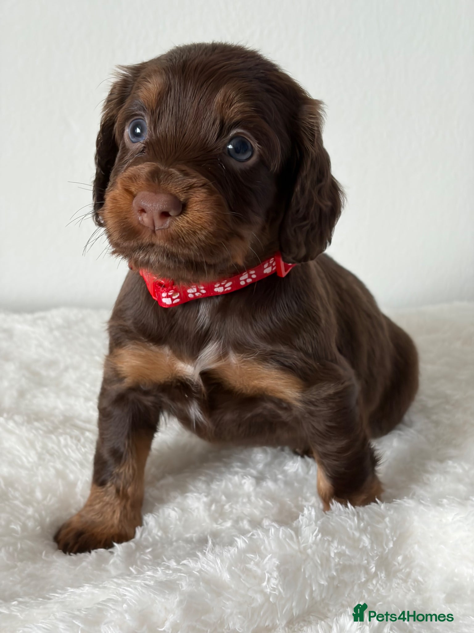 Cocker Spaniel dogs Chocolate & Tan and 1 Red boy WCS - Advert 11
