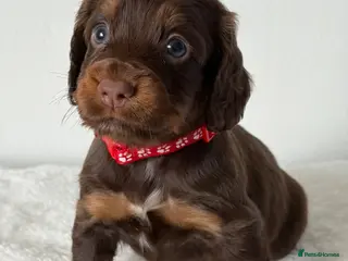 Cocker Spaniel dogs Chocolate & Tan and 1 Red boy WCS - Advert 9