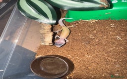 Gecko reptiles for sale: Leopard geckos CB 2025  - Image 2