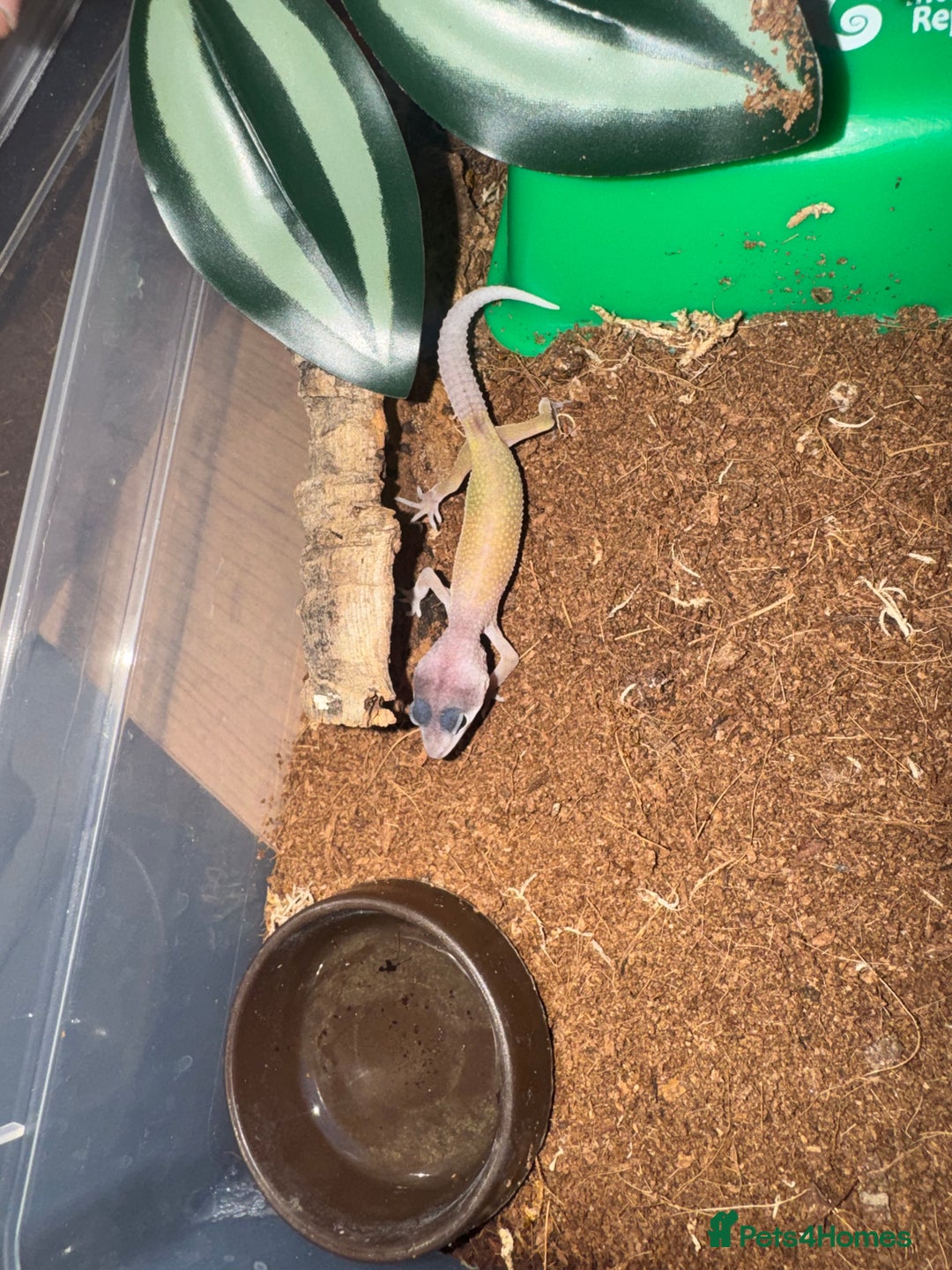 Gecko reptiles for sale: Leopard geckos CB 2025  - Image 2