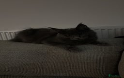 Maine Coon cats for sale: Maine coon - Image 4