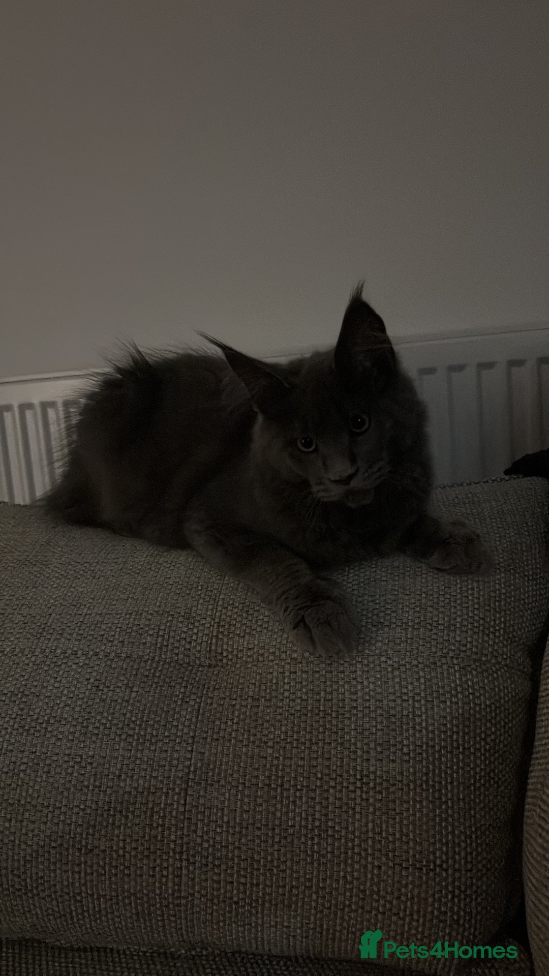 Maine Coon cats for sale: Maine coon - Image 4