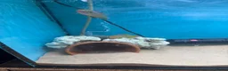 Cichlids fish for sale: Breeding pair neon jewel cichlids in Wigston - Advert 5