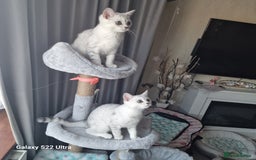 British Shorthair cats for sale: British shorter chinchilla silver  in Dagenham - Image 4