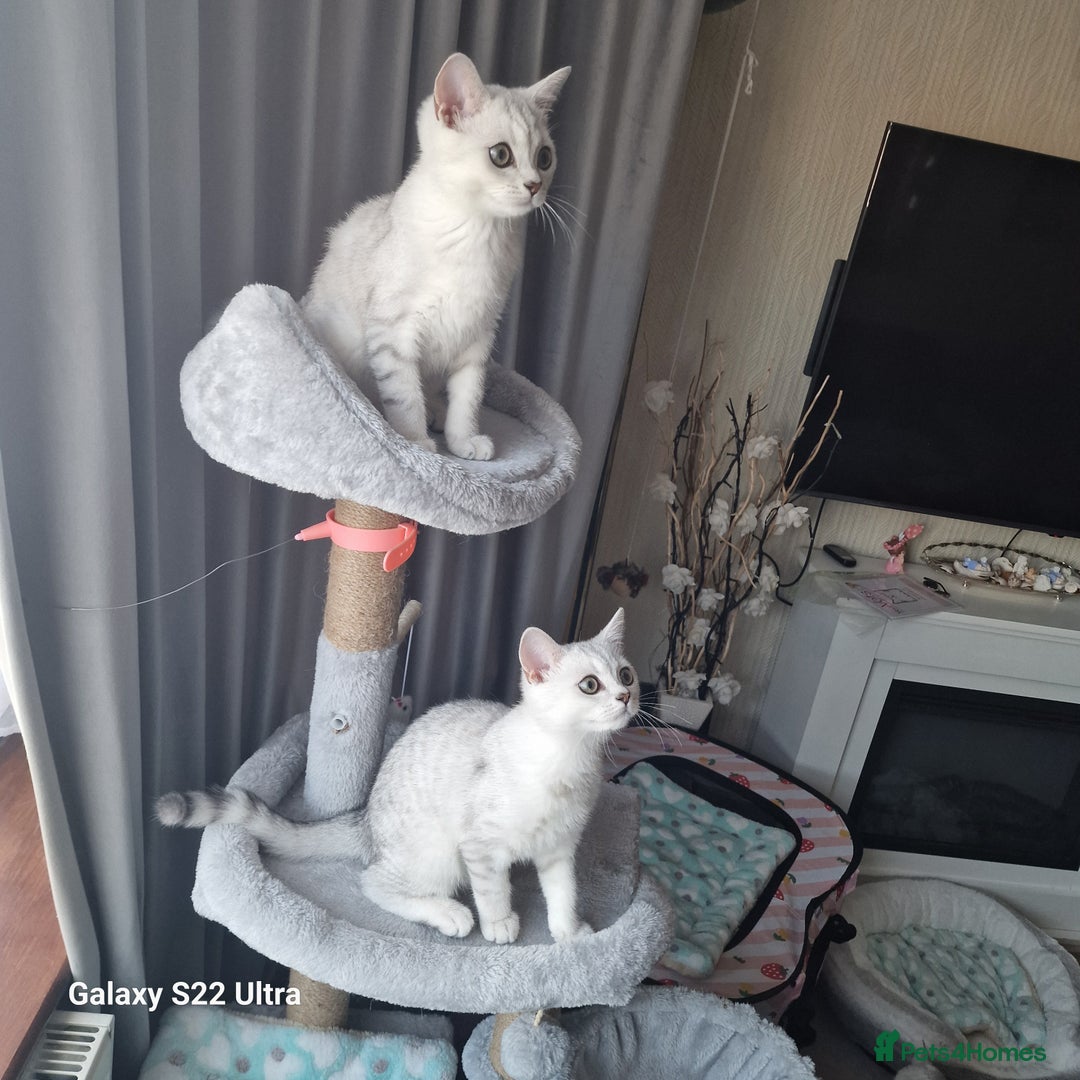British Shorthair cats for sale: British shorter chinchilla silver  in Dagenham - Image 4