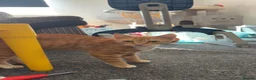 British Shorthair cats for sale: Cats for sale  in Ilford - Advert 2