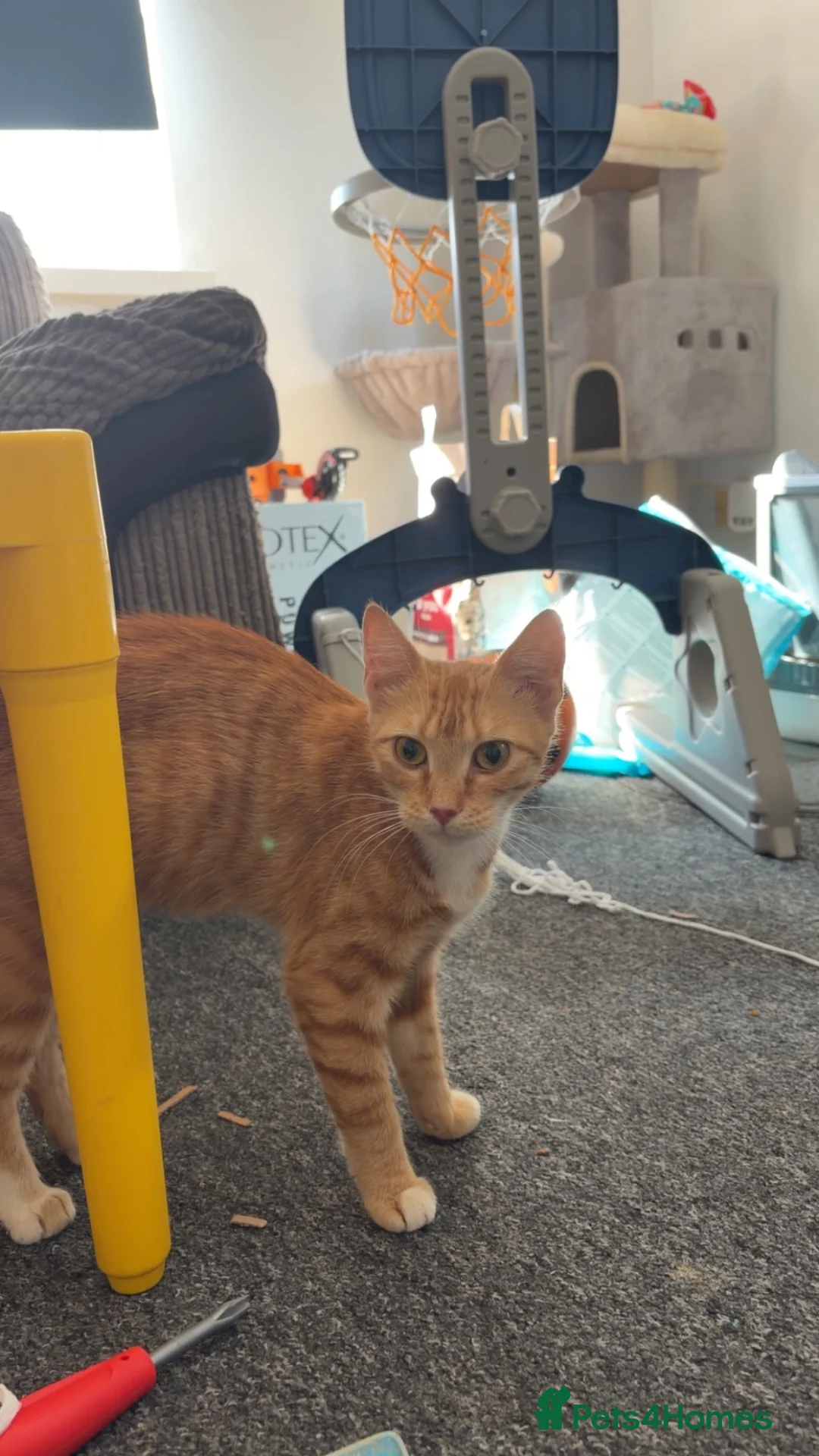 British Shorthair cats for sale: Cats for sale  in Ilford - Advert 2