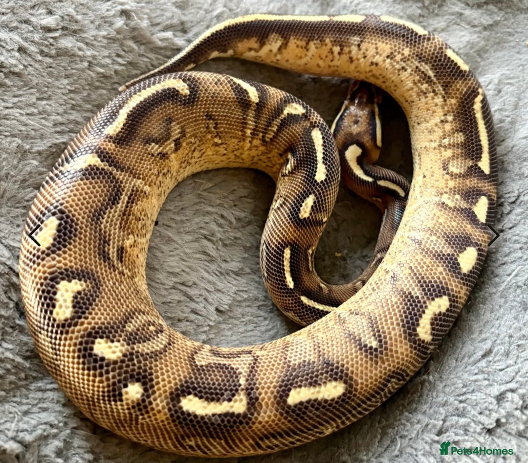 Python Snake reptiles for sale: Female royal pythons - Image 5