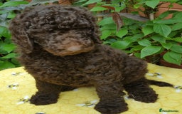 Labradoodle dogs for sale: Curly Coated Hypo-Allergenic Labradoodle Puppies   - Image 14