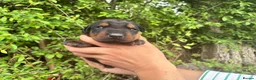Dobermann dogs for sale: Outstanding KC Health tested Doberman puppies  - Advert 6