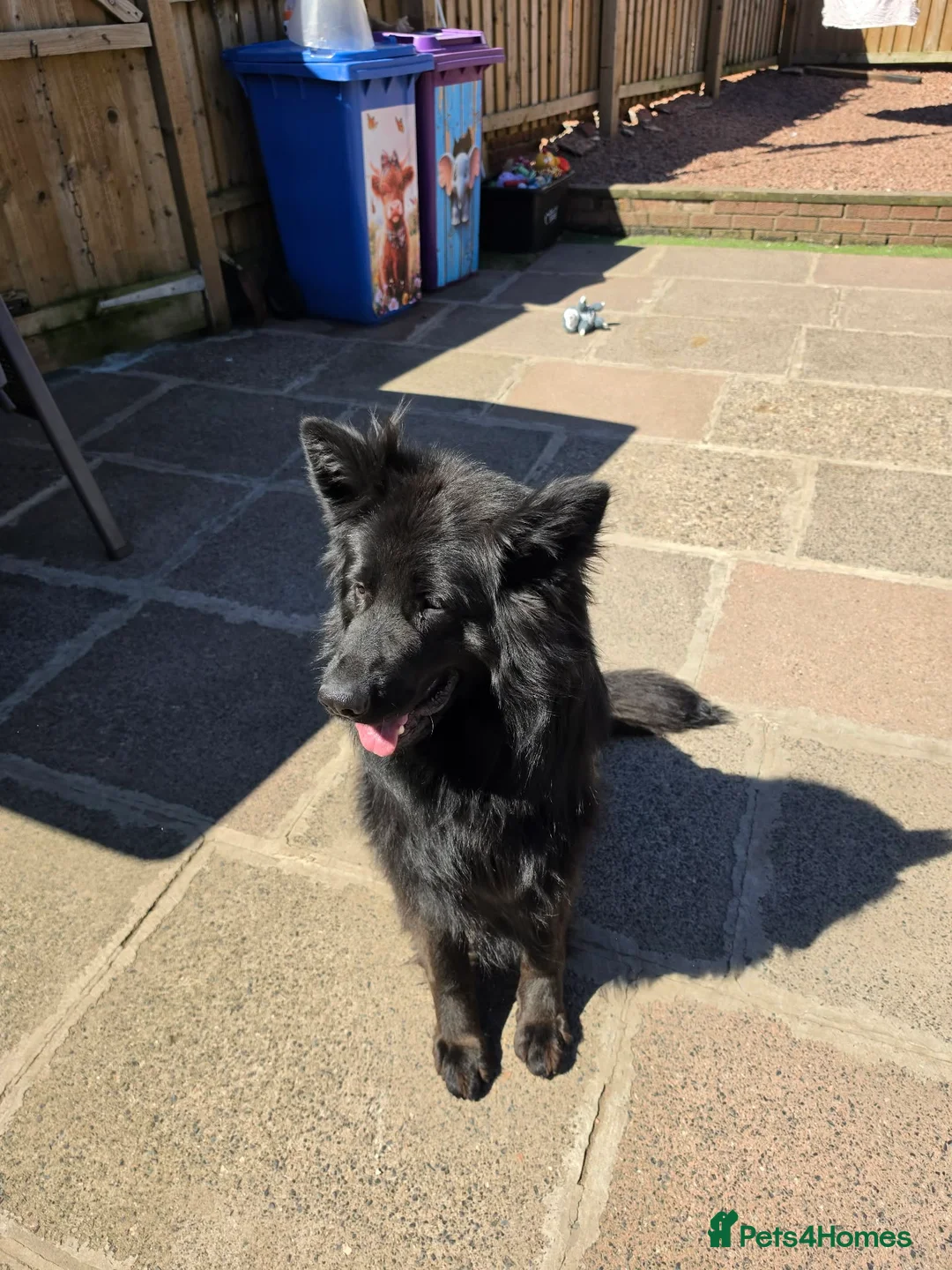 German Shepherd dogs for sale: Beautiful long haired german shepherd for sale - Advert 2