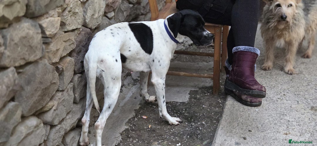 Pointer dogs for adoption: Celta  - Advert 4