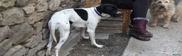Pointer dogs for adoption: Celta  - Advert 4