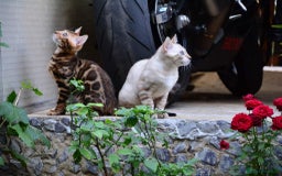 Bengal cats for sale: STUNNING PEDIGREE BENGAL KITTENS  - Image 12