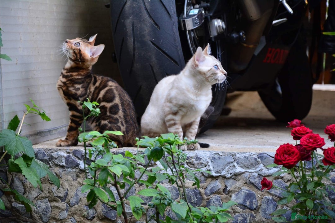 Bengal cats for sale: STUNNING PEDIGREE BENGAL KITTENS  - Image 12