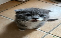 Scottish Fold cats for sale: Scottish fold cross kittens  - Image 9