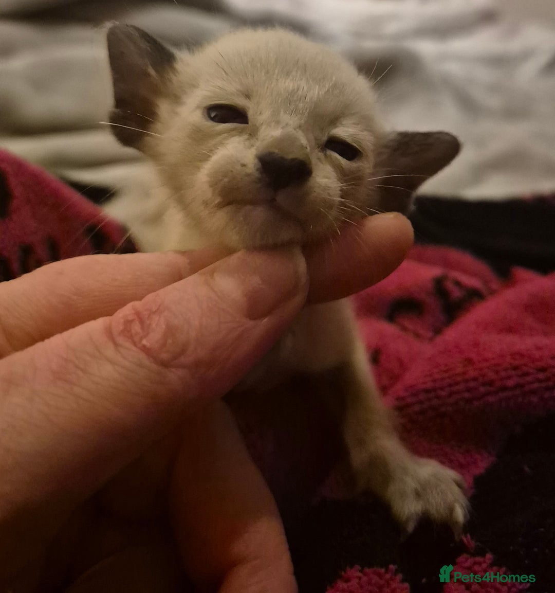 Oriental cats for sale: Oriental kittens  - Image 6