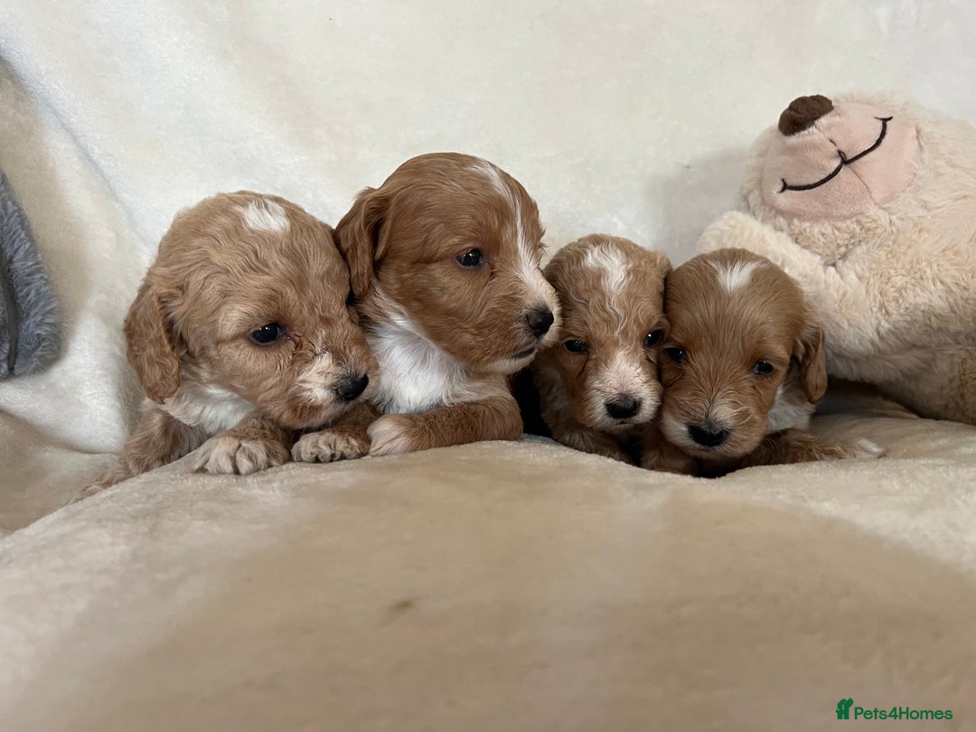 Cockapoo dogs for sale: Cockapoo puppies - DNA Health test clear  - Image 16