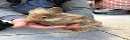 Lionhead rabbits for sale: Bunnies lionheads - Advert 5