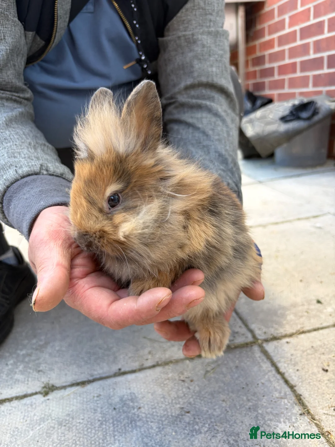 Lionhead rabbits for sale: Bunnies lionheads - Advert 5