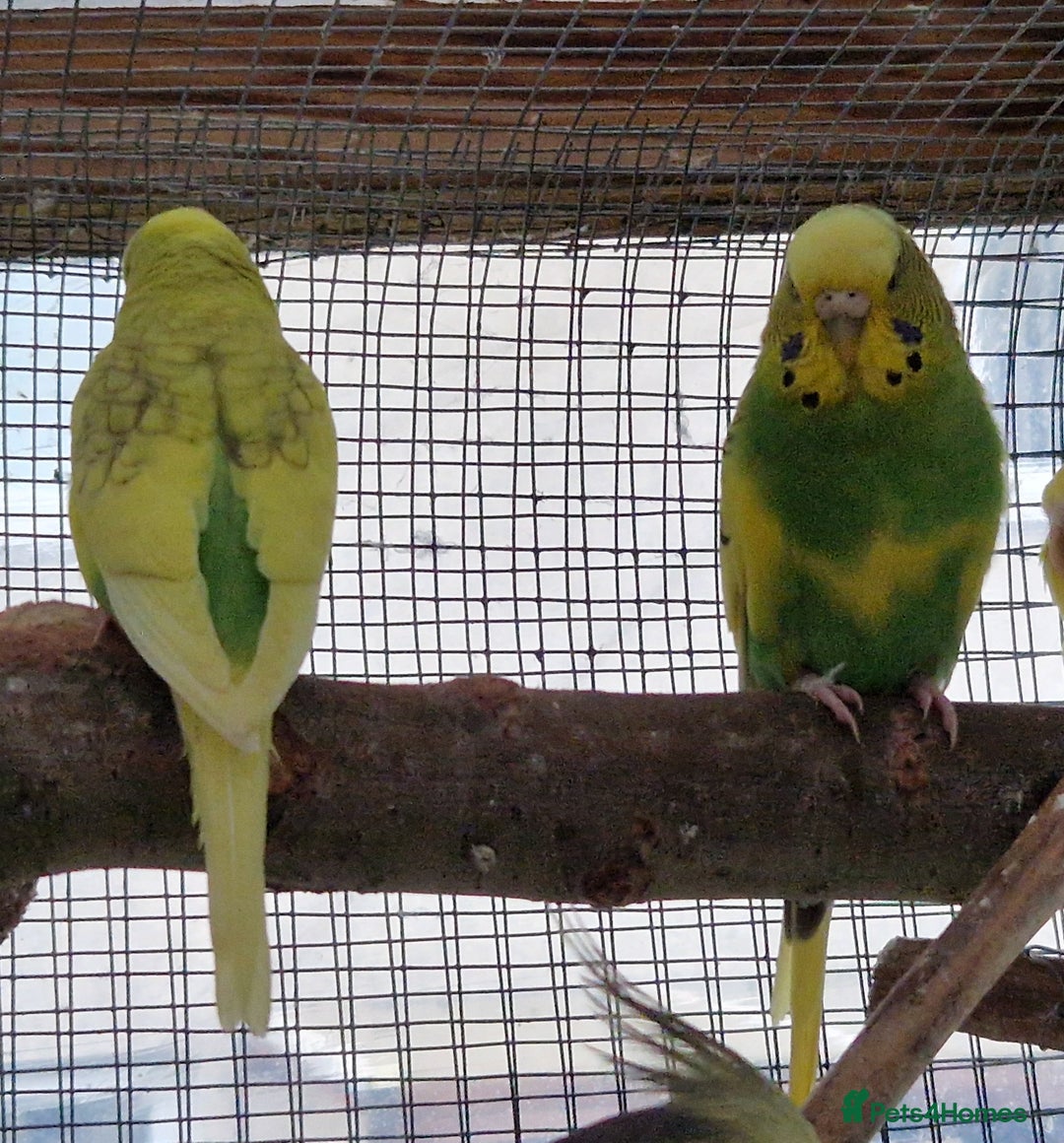 Budgerigars birds for sale: Baby budgies for sale from 15th Dec  - Advert 10
