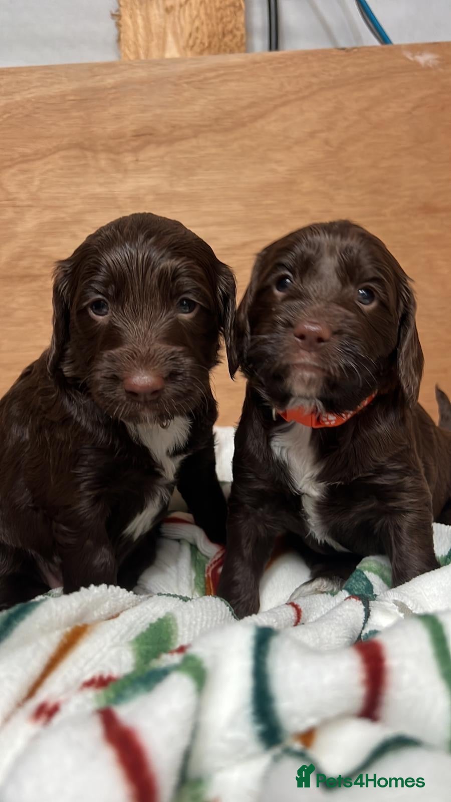Sproodle dogs Sproodle Puppies - Advert 6