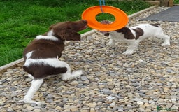 English Springer Spaniel dogs for sale: Two Gorgeous Boy English Springer Spaniel Puppies  - Image 26