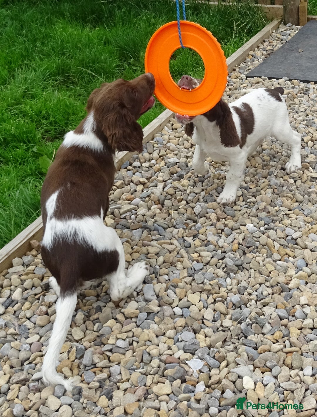 English Springer Spaniel dogs for sale: Two Gorgeous Boy English Springer Spaniel Puppies  - Image 26
