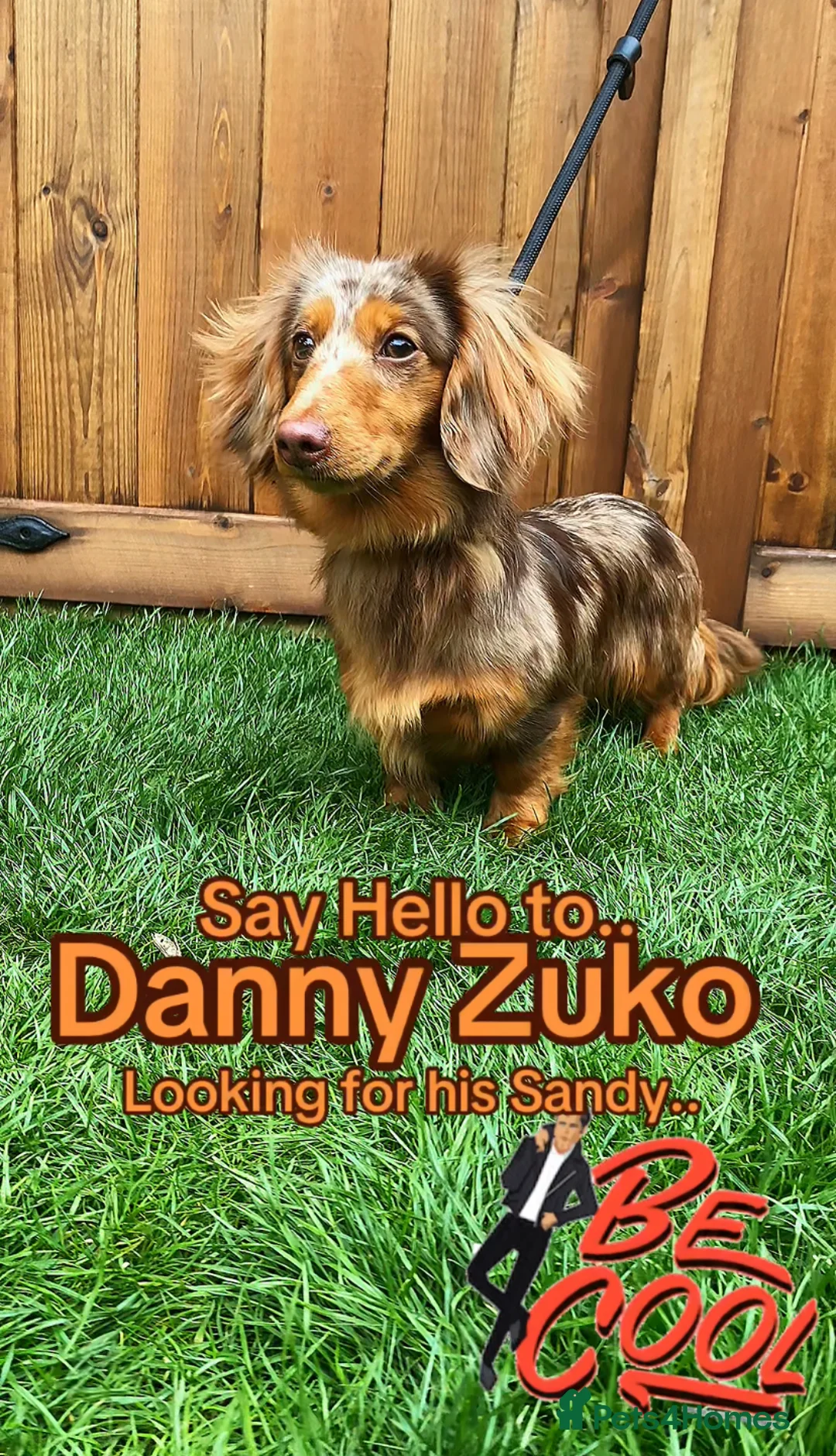 Miniature Dachshund dogs for stud: DANNY Zuko the Stud - Advert 1