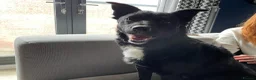 Mixed Breed dogs for adoption: 💖🐶 KODA – THREE YEARS AGO SHE WAS SAVED - Advert 2