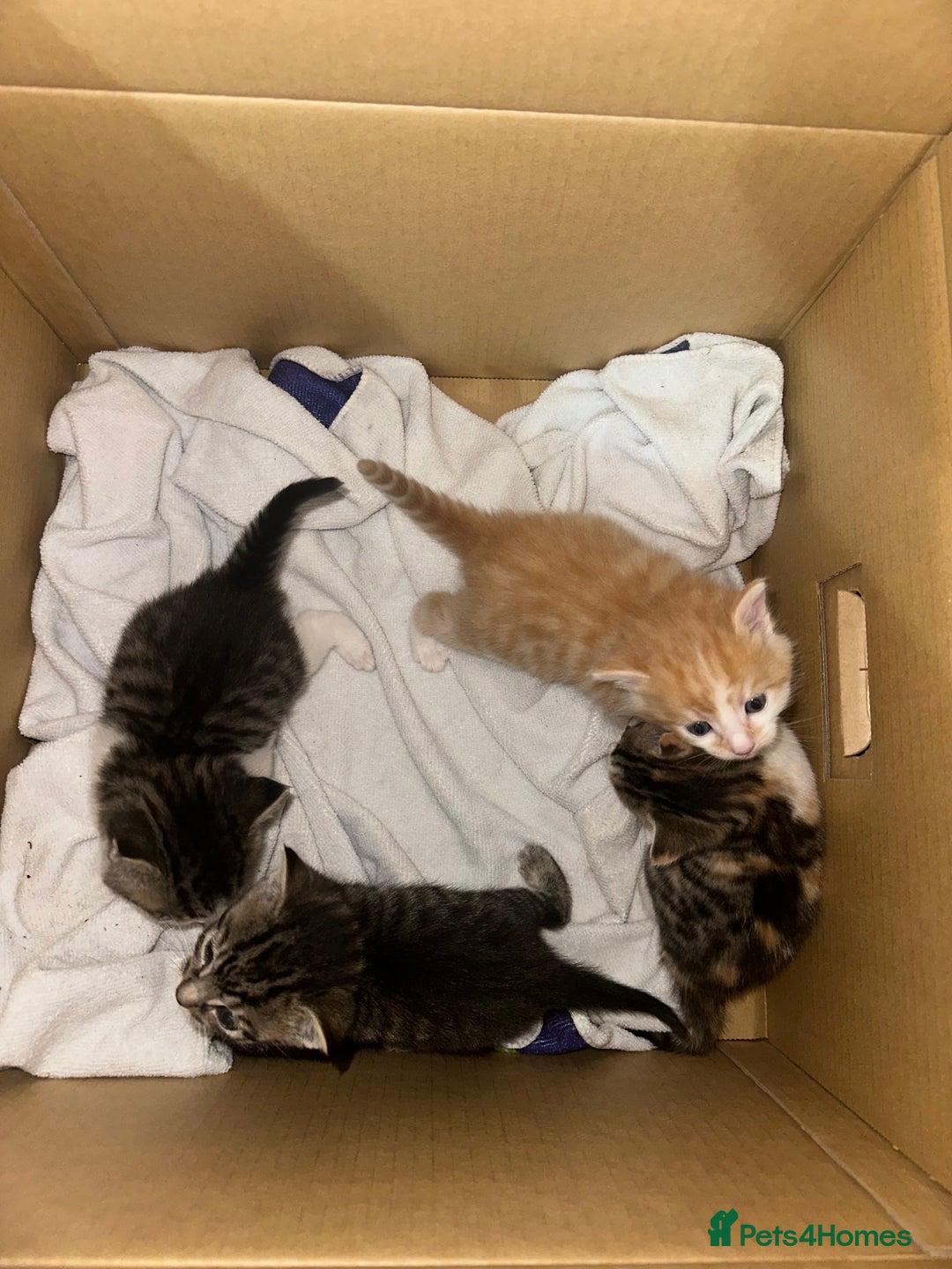 Mixed Breed cats for sale: Four Lovely mixed breed Kittens  - Advert 2