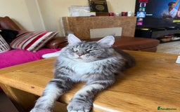 Maine Coon cats for sale: GCCF Pedigree Russian line Maine Coon - Advert 25