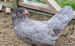 Chickens poultry for sale: Mottled Wyandottes, Le Bresse, Pita Pintas  - Image 4