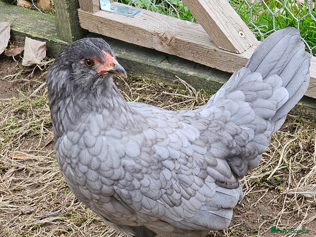 Chickens poultry for sale: Mottled Wyandottes, Le Bresse, Pita Pintas  - Image 4