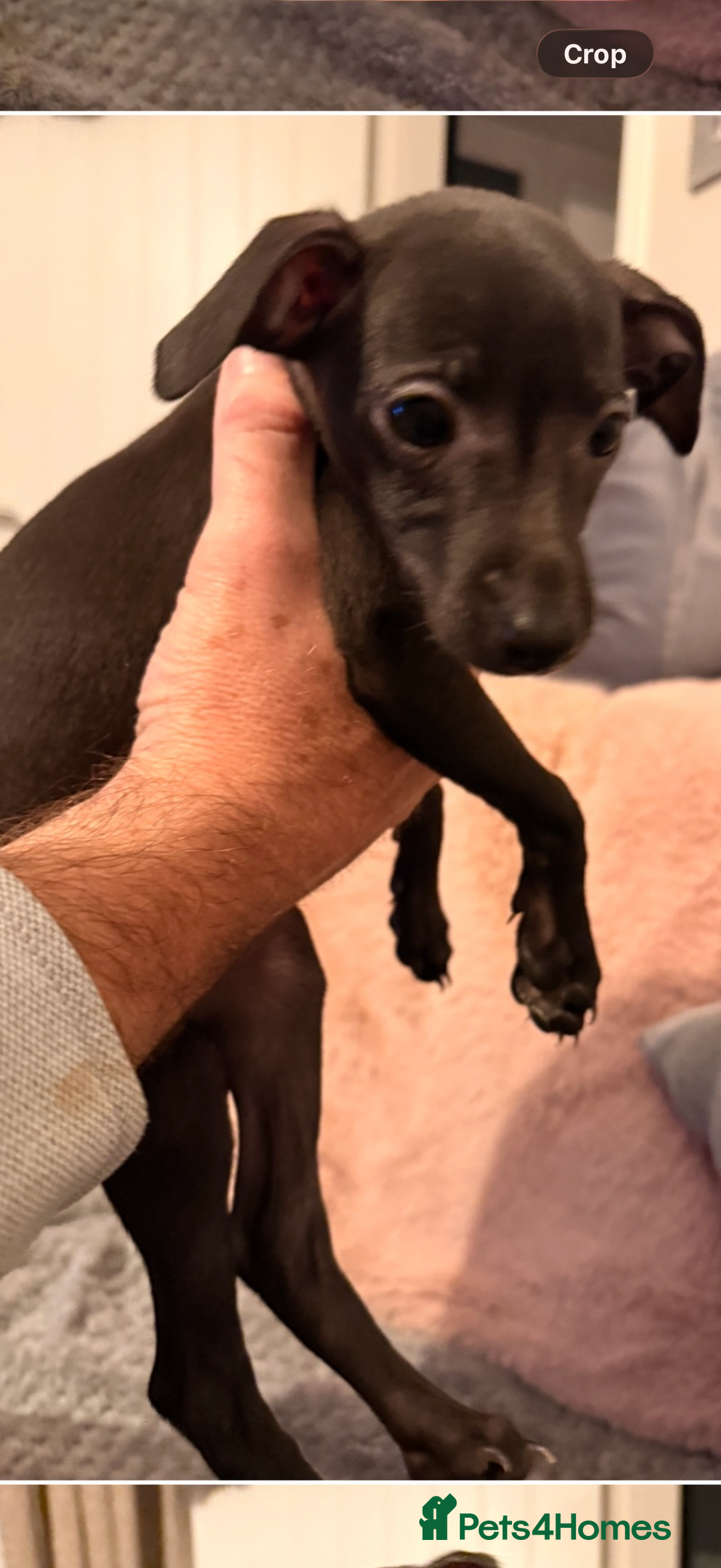 Italian Greyhound dogs for sale: KC registered Italian puppy’s  - Advert 8