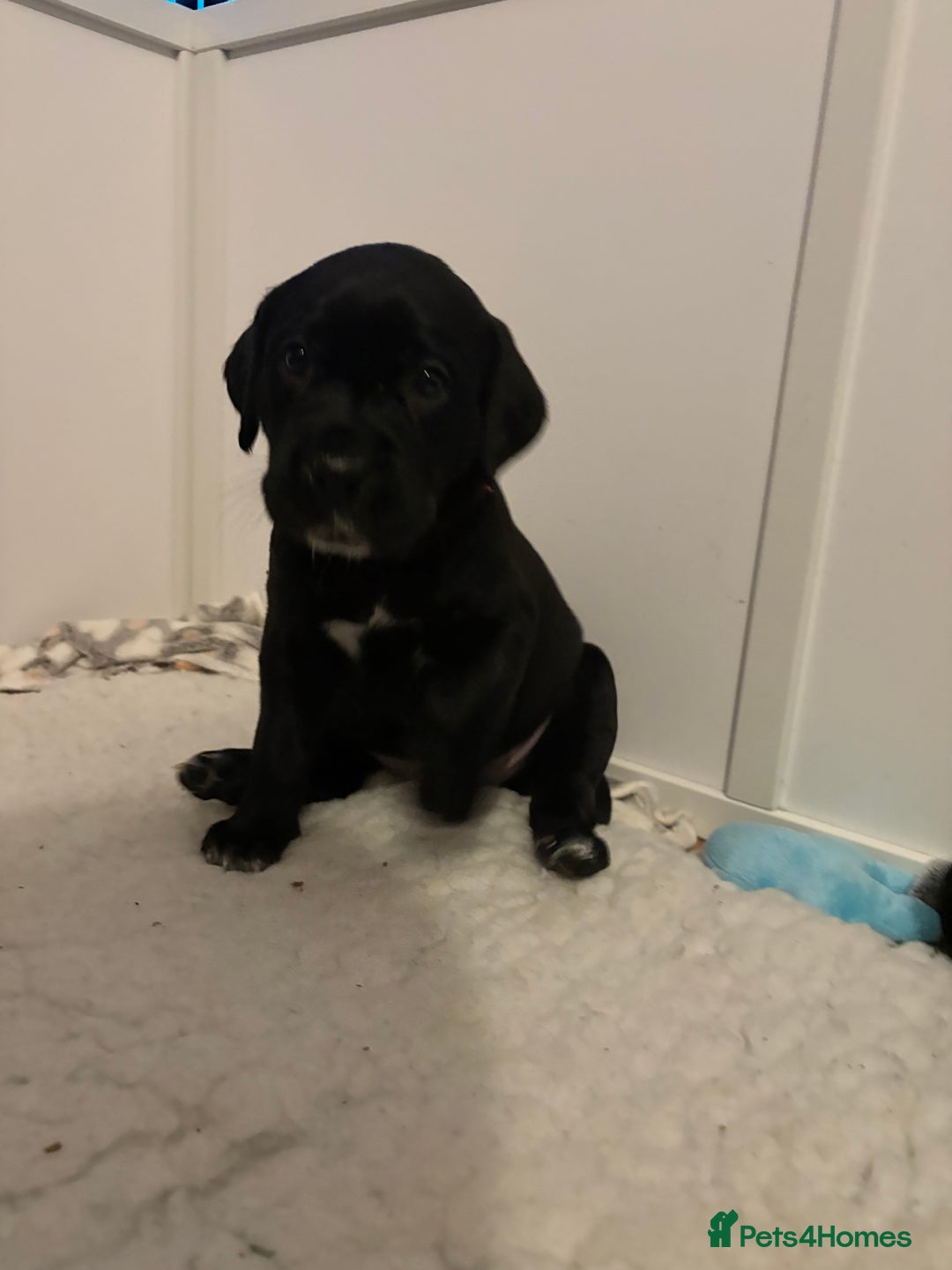 Mixed Breed dogs for sale: Beautiful Dalmador (lab X Dalmatian) puppies..!  - Advert 8