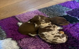 Miniature Dachshund dogs for sale: Pra clear ready now miniature dachshunds  - Advert 5