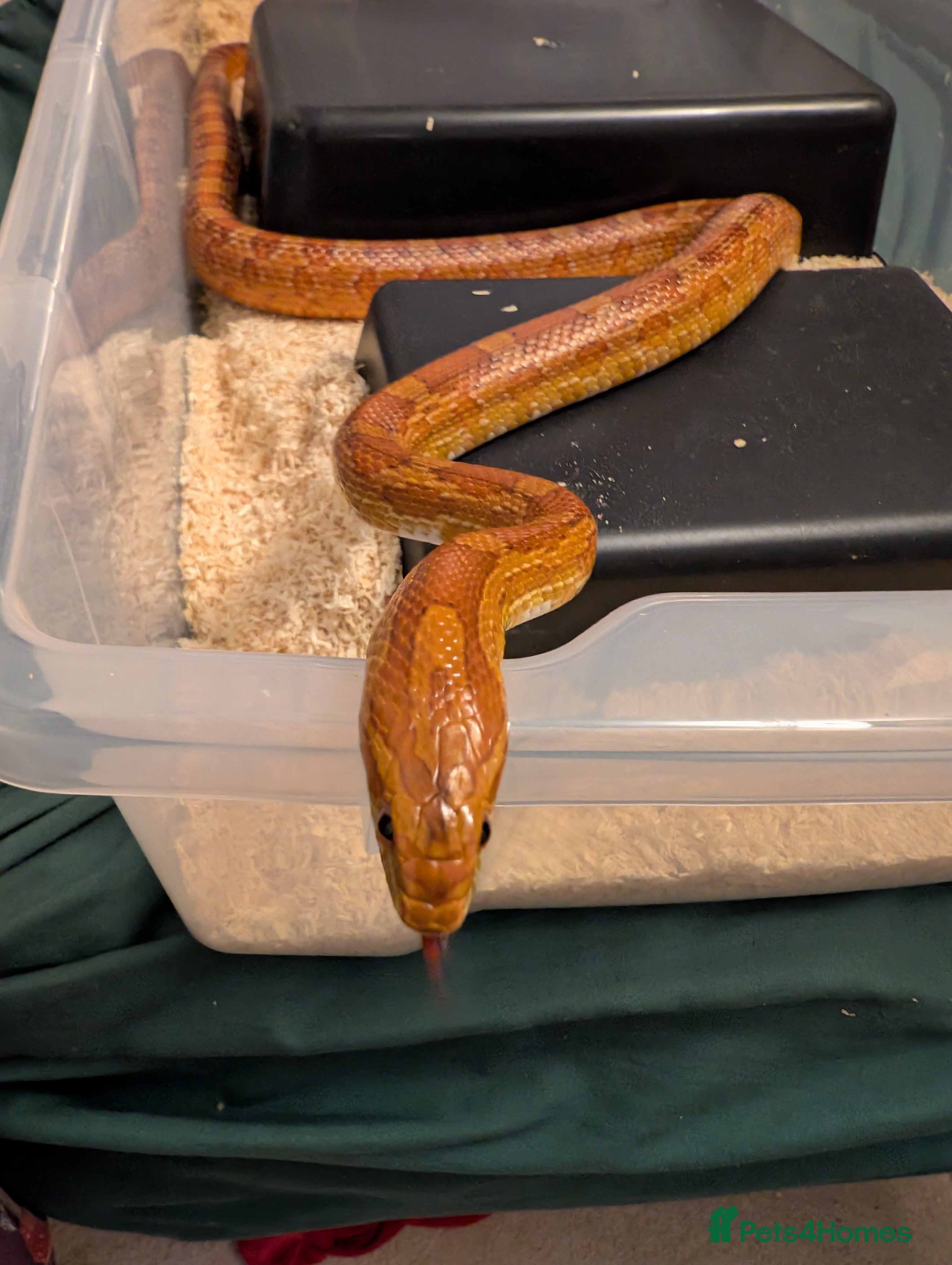 Corn Snake reptiles Two male sweet gentle corn snakes for sale - Advert 17
